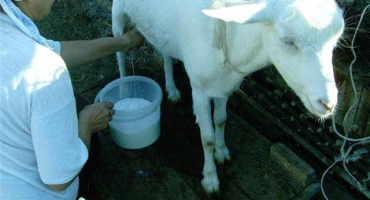 Proč má koza mléko s krví??